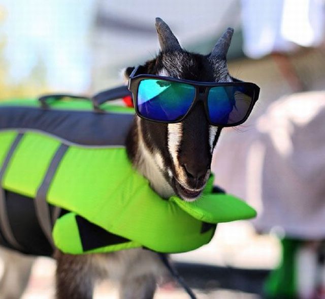 daily picdump 102 pics 72.html - 102 HD Photos | Premium Gallery 2015