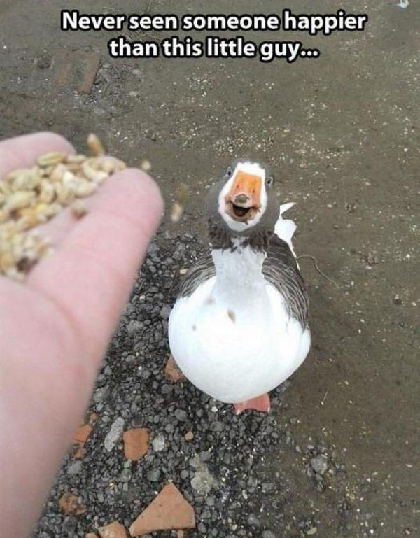 Examples of Excitement Overload