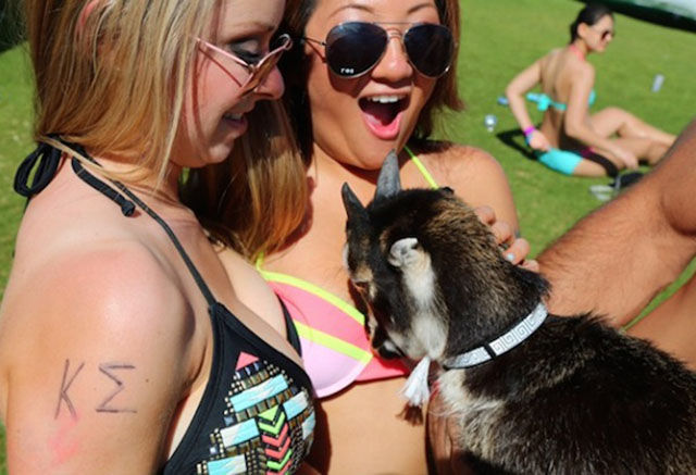 The Goat That Every Man Wants to Be