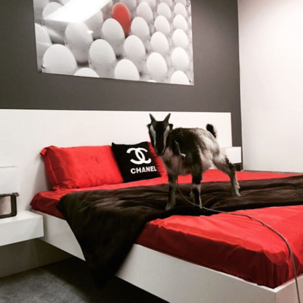 The Goat That Every Man Wants to Be