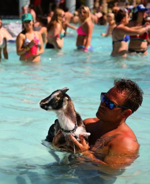 The Goat That Every Man Wants to Be