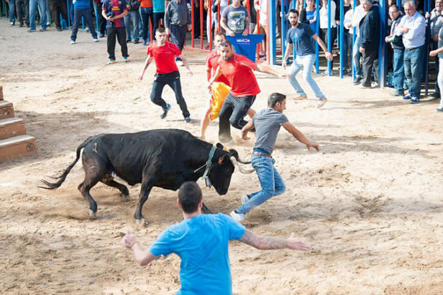 Guy Gets Stabbed in the Butt by an Angry Bull