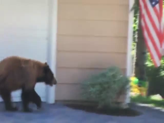 page,31,top 500 videos of the year 2015.html - 1 HD Video | Premium Gallery 2015