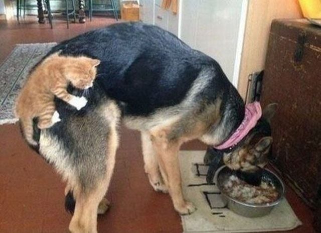 daily picdump 95 pics 3.html - 95 HD Photos | Premium Gallery 2015