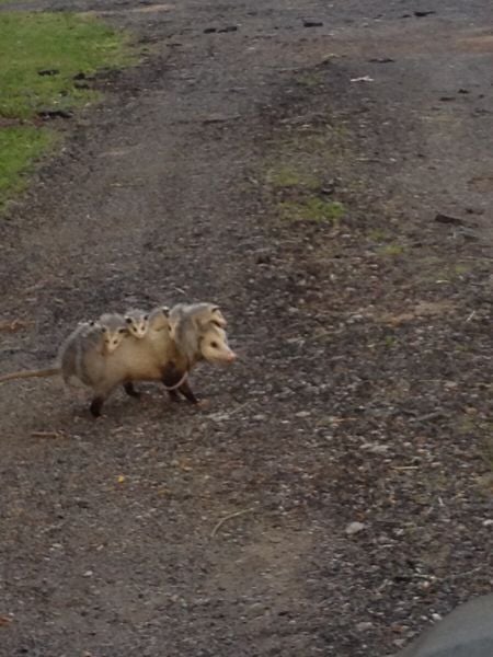 morning picdump 54 pics 17.html - 54 HD Photos | Premium Gallery 2015