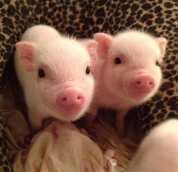 morning picdump 54 pics 17.html - 54 HD Photos | Premium Gallery 2015