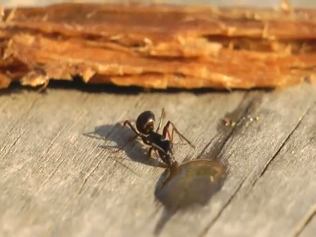 page,20,top 500 videos of the year 2015.html - 1 HD Video | Premium Gallery 2015