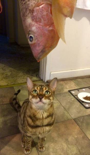 daily picdump 100 pics 71.html - 100 HD Photos | Premium Gallery 2015