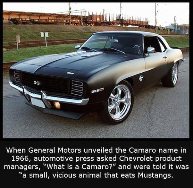 Interesting Facts about Anything and Everything