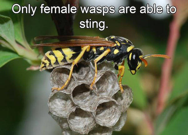 Interesting Facts about Anything and Everything