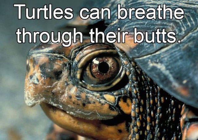 Interesting Facts about Anything and Everything