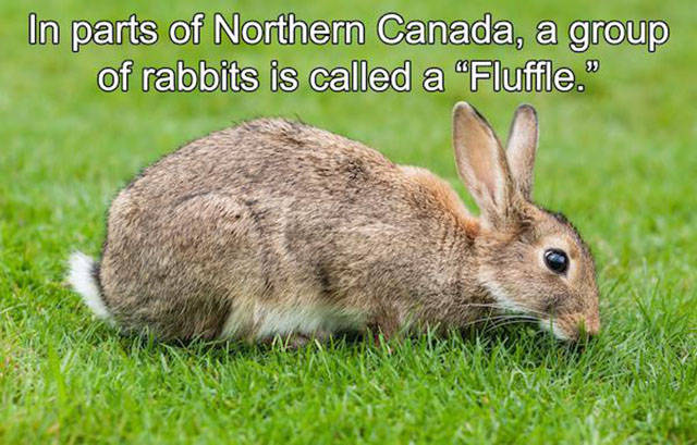 Interesting Facts about Anything and Everything