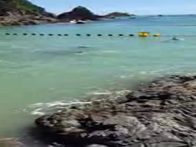 Scared Dolphin Cries Out for Help Before Getting Captured by Hunters