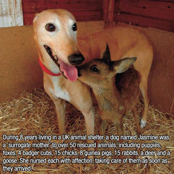 Interesting Facts about Anything and Everything