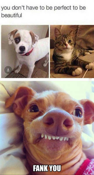 page,8,top 450 funny pics of the year 2015.html - 1 HD Photos | Premium Gallery 2015