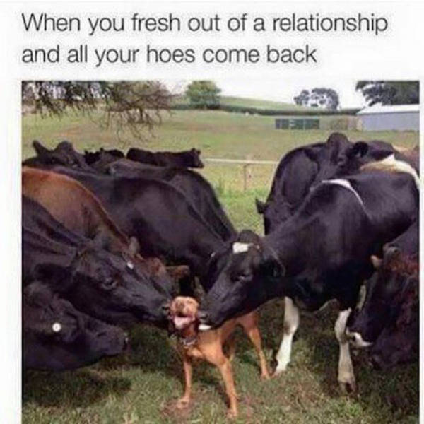 Amusing Memes to Make You Laugh out Loud