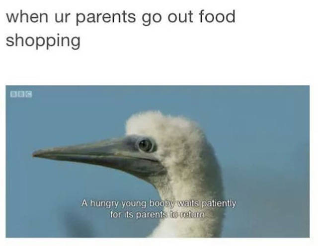Amusing Memes to Make You Laugh out Loud