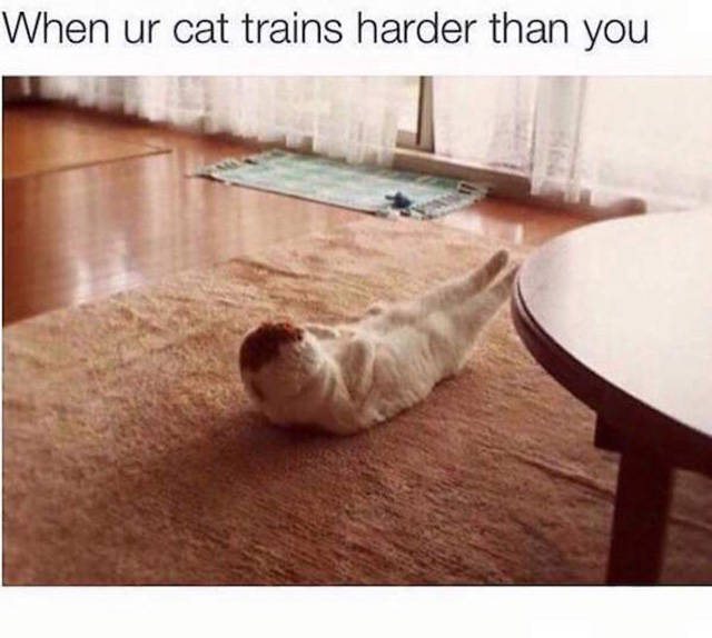 Amusing Memes to Make You Laugh out Loud