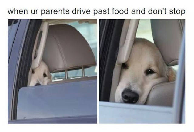 Amusing Memes to Make You Laugh out Loud