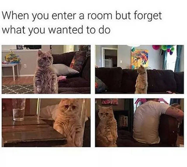 Amusing Memes to Make You Laugh out Loud