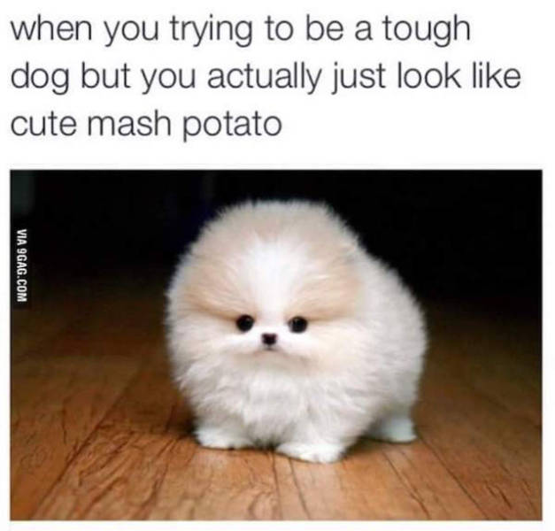 Amusing Memes to Make You Laugh out Loud