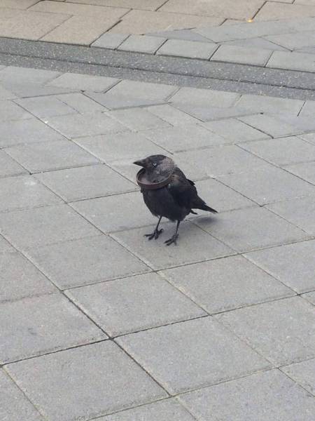 daily picdump 106 pics 9.html - 106 HD Photos | Premium Gallery 2015