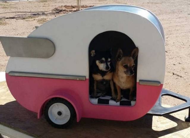 Daily Picdump