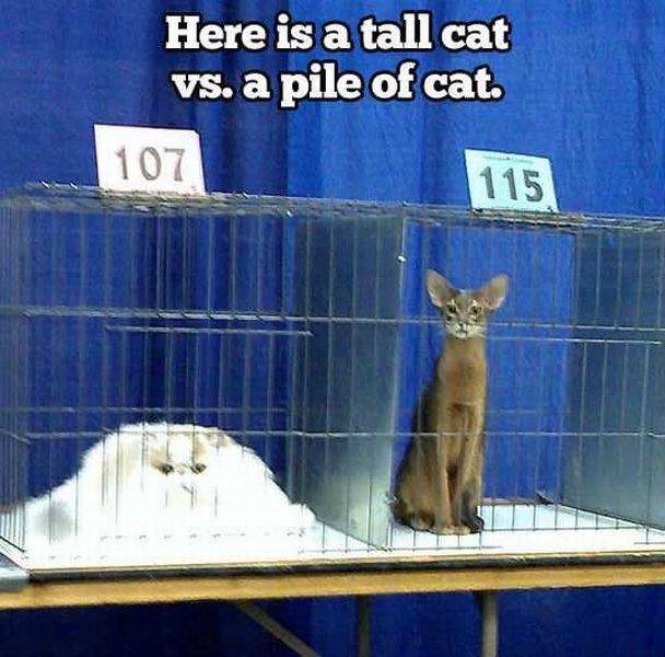 daily picdump 101 pics 21.html - 101 HD Photos | Premium Gallery 2015