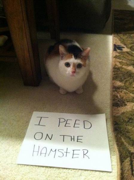 daily picdump 101 pics 21.html - 101 HD Photos | Premium Gallery 2015