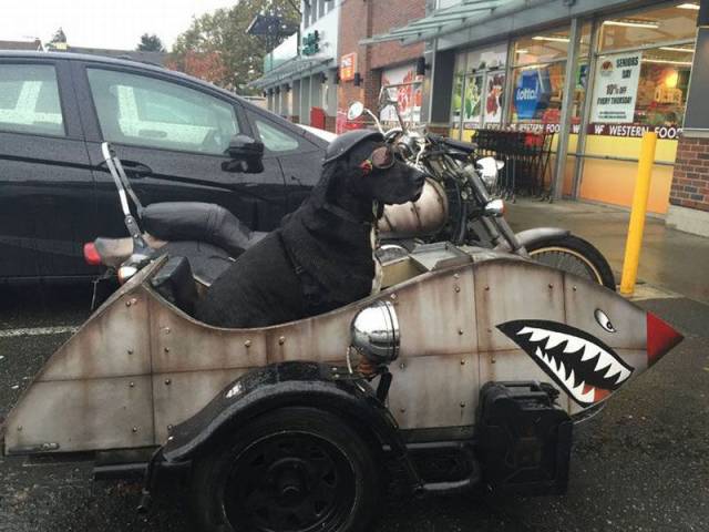 daily picdump 98 pics 78.html - 98 HD Photos | Premium Gallery 2015