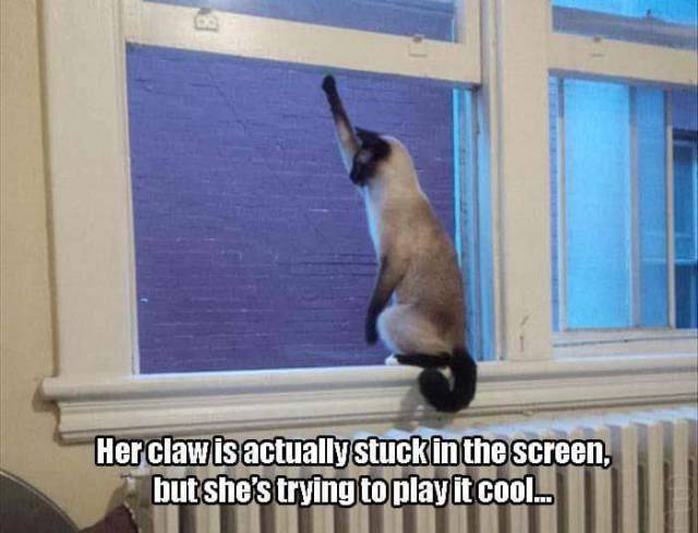 morning picdump 50 pics 3.html - 50 HD Photos | Premium Gallery 2015