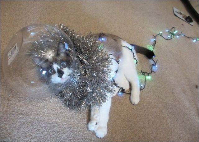 daily picdump 96 pics 36.html - 96 HD Photos | Premium Gallery 2015