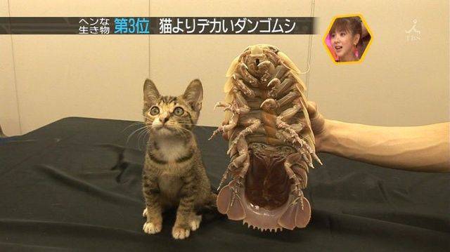 daily picdump 105 pics 24.html - 105 HD Photos | Premium Gallery 2015