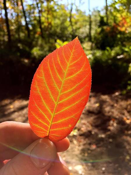 page,44,top 1500 daily pics of the year 2015.html - 1 HD Photos | Premium Gallery 2015