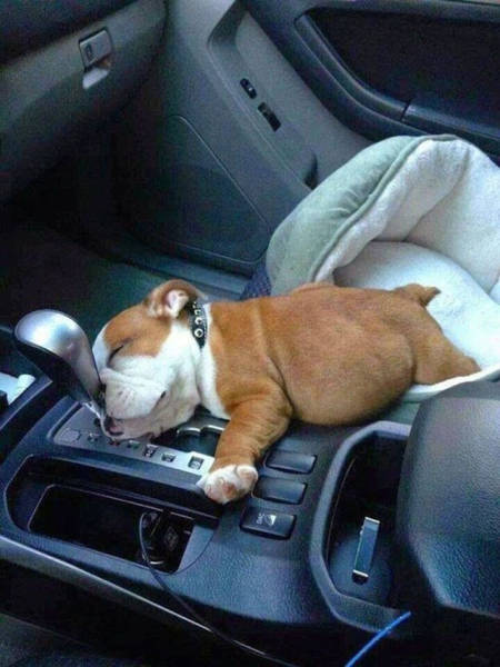 Dogs Can Sleep Anywhere and Everywhere