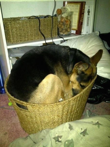 Dogs Can Sleep Anywhere and Everywhere