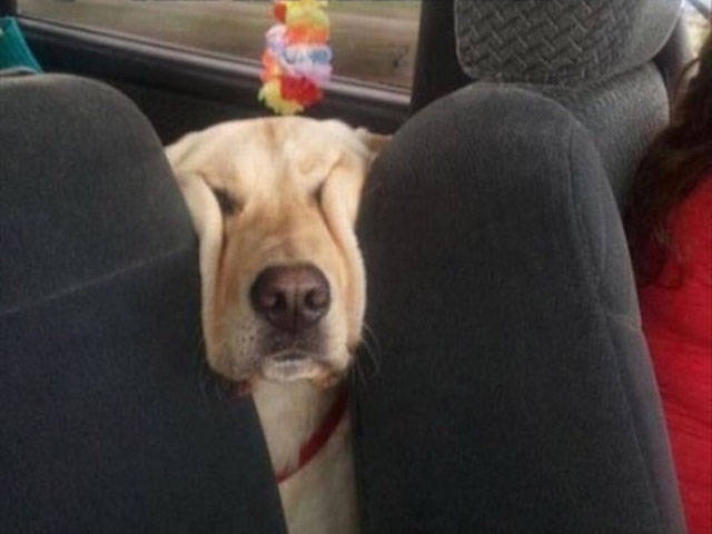 Dogs Can Sleep Anywhere and Everywhere