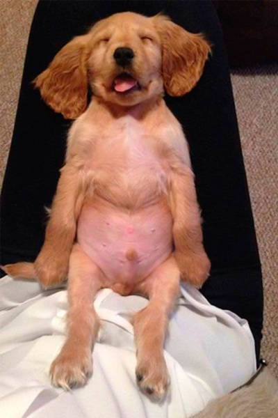 Dogs Can Sleep Anywhere and Everywhere