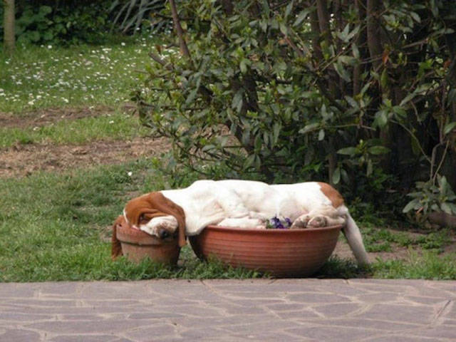Dogs Can Sleep Anywhere and Everywhere