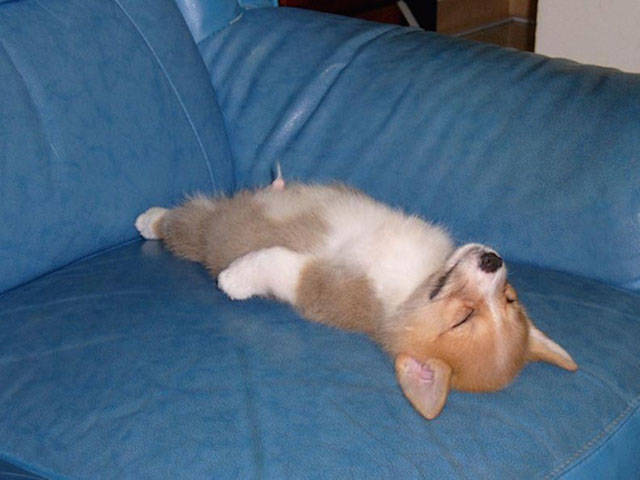 Dogs Can Sleep Anywhere and Everywhere