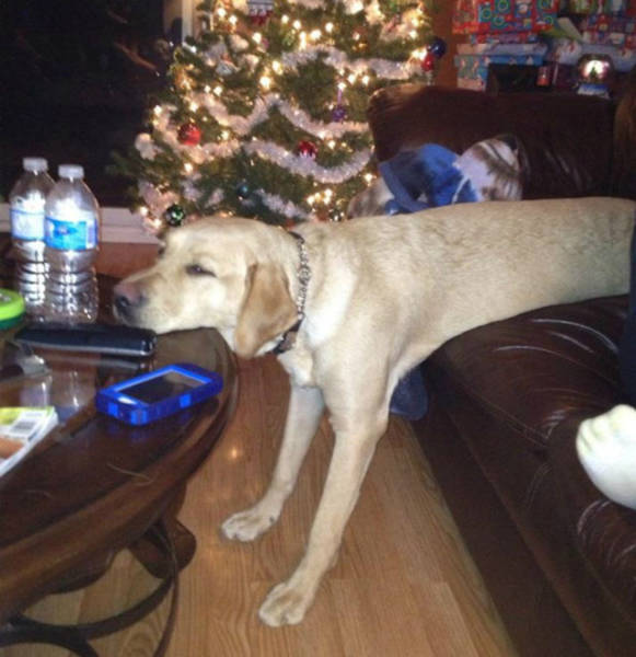 Dogs Can Sleep Anywhere and Everywhere