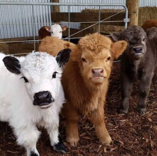 morning picdump 54 pics 4.html - 54 HD Photos | Premium Gallery 2016