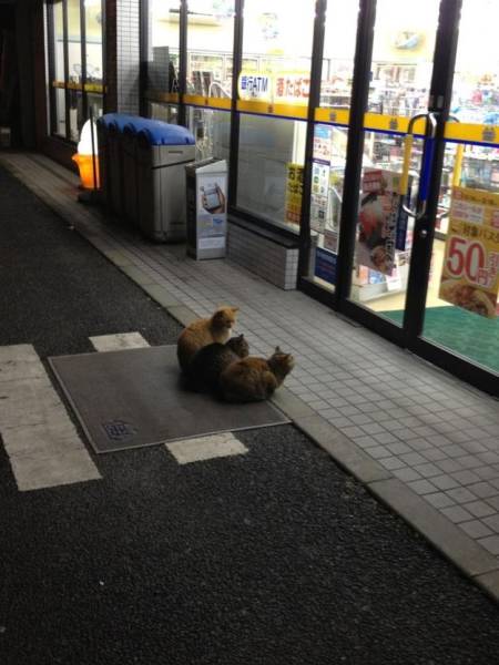 daily picdump 93 pics 6.html - 93 HD Photos | Premium Gallery 2016