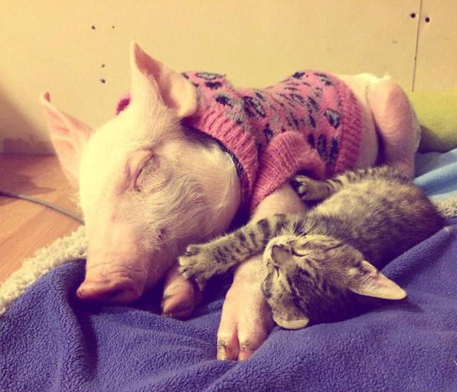 daily picdump 93 pics 6.html - 93 HD Photos | Premium Gallery 2016