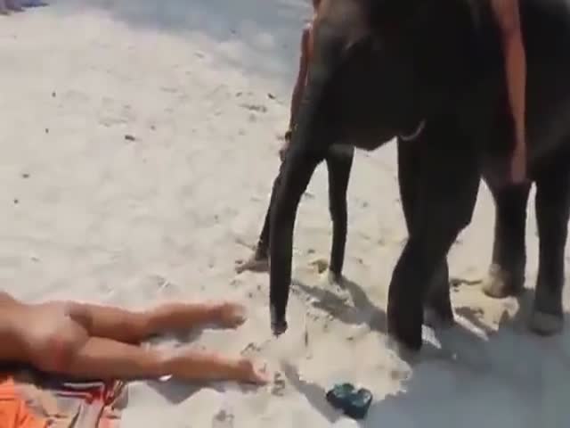 Elephant Does A Little Bit Of Vacuuming