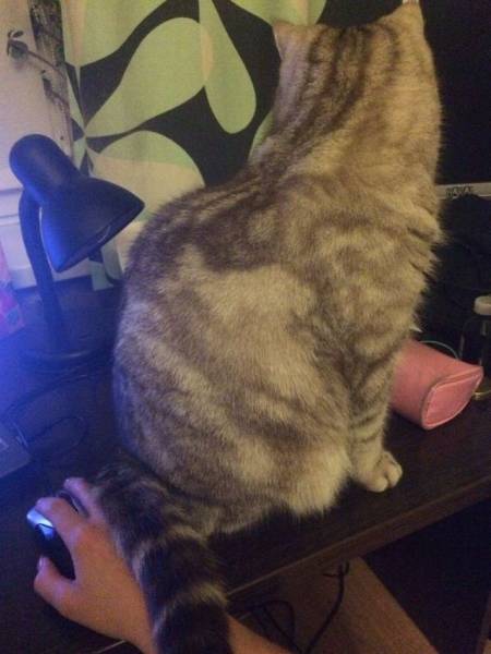 daily picdump 103 pics 24.html - 103 HD Photos | Premium Gallery 2016