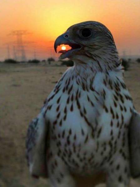 morning picdump 54 pics 3.html - 54 HD Photos | Premium Gallery 2016