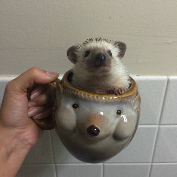 daily picdump 107 pics 17.html - 107 HD Photos | Premium Gallery 2016