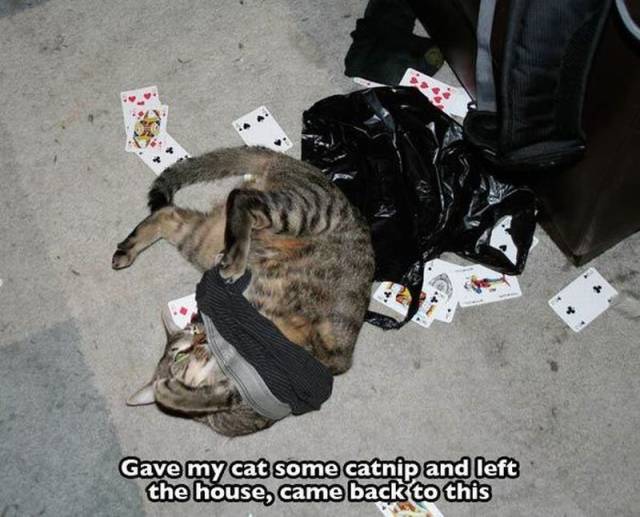 daily picdump 107 pics 17.html - 107 HD Photos | Premium Gallery 2016