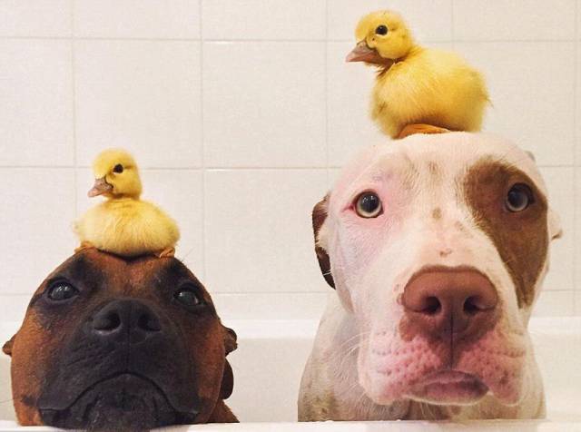 daily picdump 100 pics 4.html - 100 HD Photos | Premium Gallery 2016